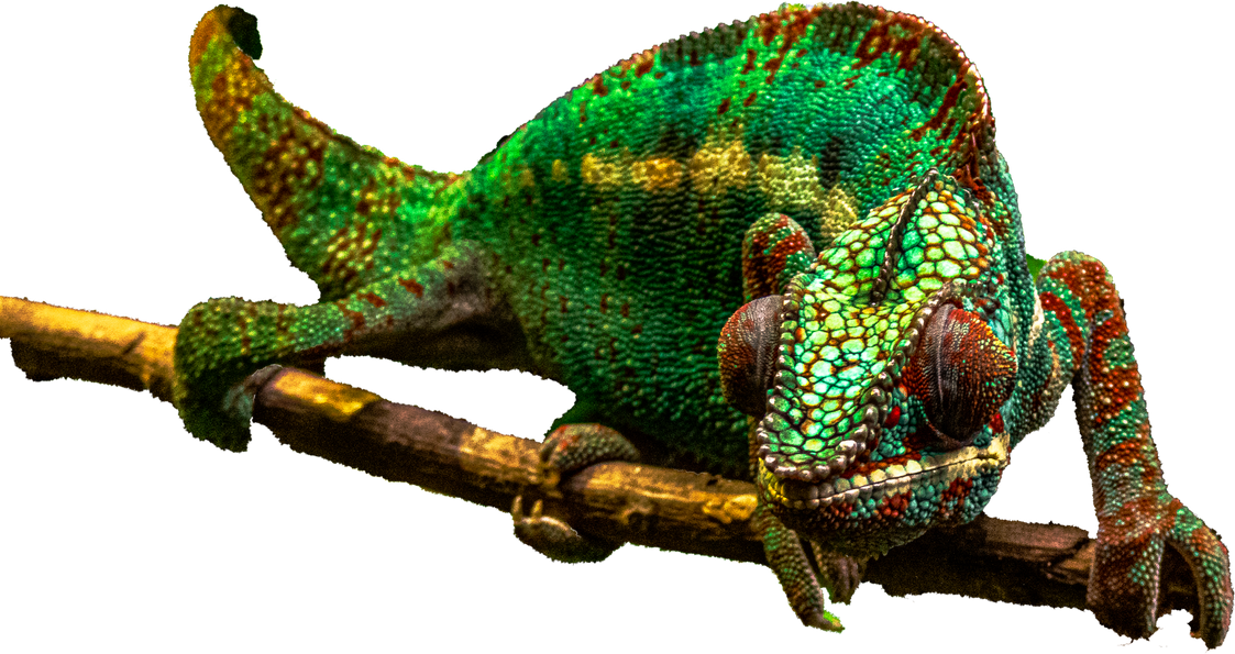 Chameleon on branch PNG