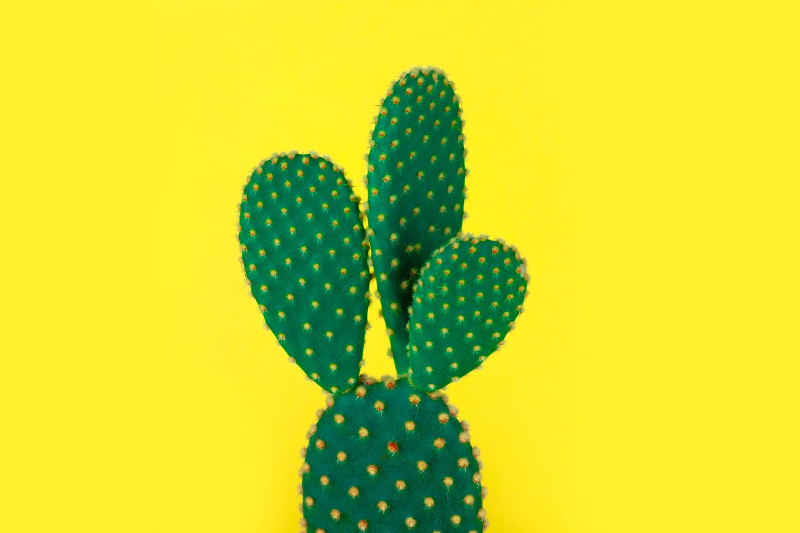 Pop art cactus photography