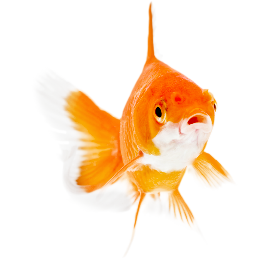 Goldfish